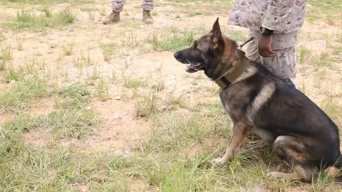 Soldiers train dog to attack running man Stock-Footage 106772970