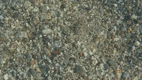 Sole at the bottom of the sea  - top view Stock Footage 78558376
