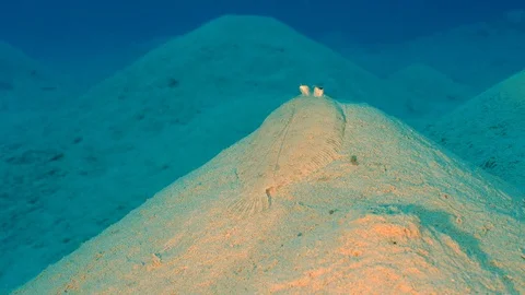 Sole fish 스톡 동영상 126715066