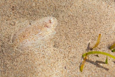 Sole fish on the sand bottom Stock Photos