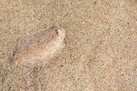 Sole fish on the sand bottom Stock Photos