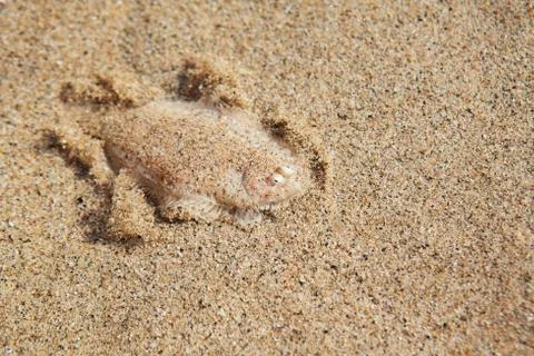 Sole fish on the sand bottom Stock Photos