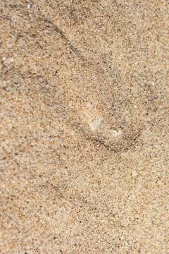 Sole fish on the sand bottom Stock Photos