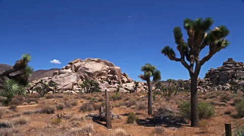 Sole Joshua Tree HD Stock Footage 36516663
