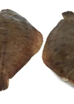 SOLE Stock Photos