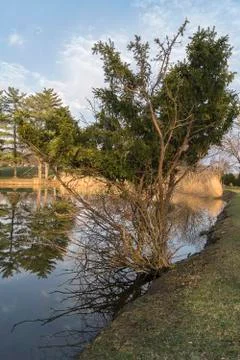 Sole Pine Tree on The Edge of Water Stock Photos