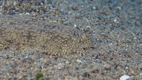 Sole (Soleidae) walking on the bottom, then hiding in the sand. The hiding Video stock 280655979