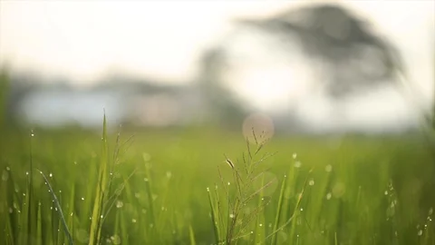 The Sole tiny caterpillar creeps on the nature green rice field Stock Footage 97110145