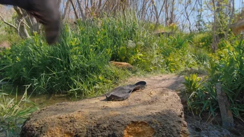 The sole of trekking boots comes off while woman crossing a stream Stock Footage 317680658