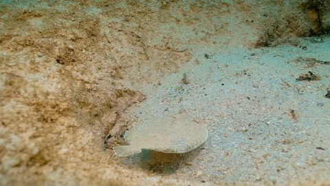 Solea Lascaris Fish Stock Footage 124038768