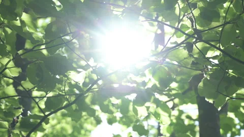 Soleil perçant à travers le feuillage Stock Footage 193988577