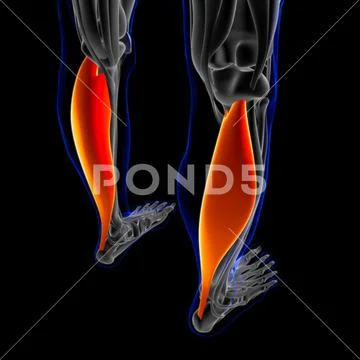 Soleus Muscle Anatomy For Medical Concept 3D Illustration: Royalty Free ...