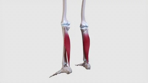 Soleus Muscle Movement Stock Footage 309622105