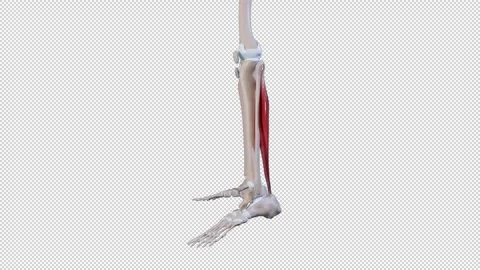 Soleus Muscle Movement Side View 動画素材 309621955