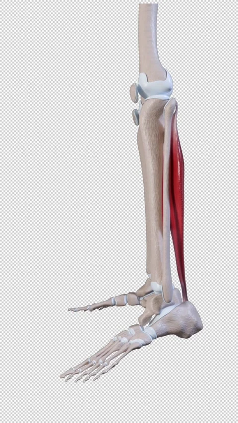 Soleus Muscle Movement Side View Vertical Video 動画素材 309621958