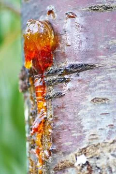 Solid amber resin drops on a cherry tree trunk. Stock Photos