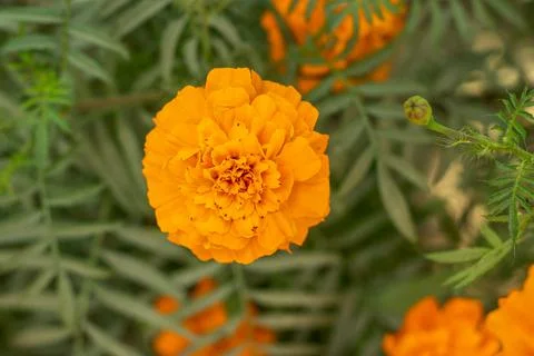 Solid and pure yellow marigold flower Stock Photos