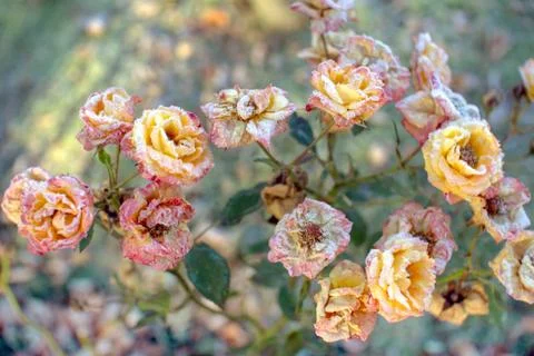 Solid background of blooming snow-covered roses. Stock Photos