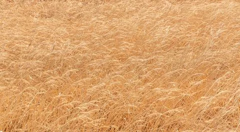 Solid background of dry wild grass like ears of golden color. Stock Photos