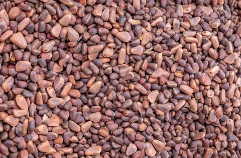 Solid background of fresh ripe and natural cedar seeds Stock Photos