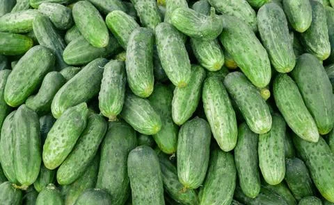 Solid background of fresh ripe and natural cucumbers Stock Photos