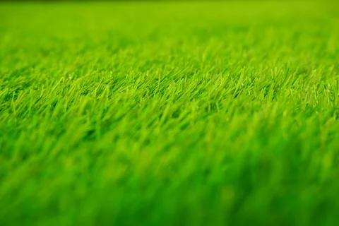 Solid background of green lawn grass on the football field. Foto stock
