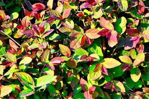 Solid background of red and green flower leaves. Top view. 스톡 사진