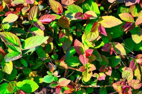 Solid background of red and green flower leaves. Top view. 스톡 사진