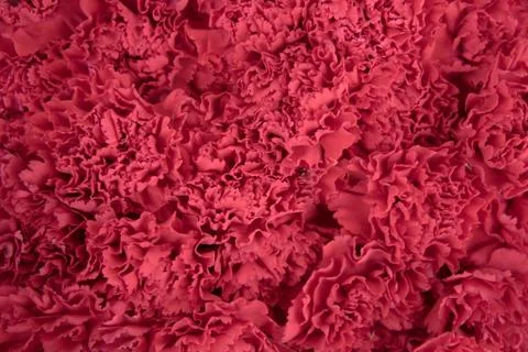 Solid background of red flowers. Delicate carnations. 写真素材