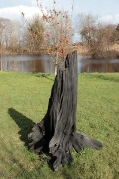 Solid black bog oak Stock Photos