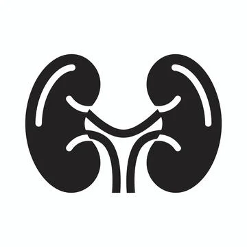 Solid black icon of human kidney anatomy with nephrology healthcare physiolog Stock Illustration