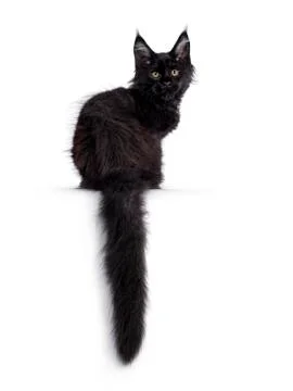 Solid black Maine Coon cat on white Stock Photos