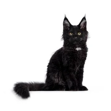 Solid black Maine Coon cat on white Stock Photos