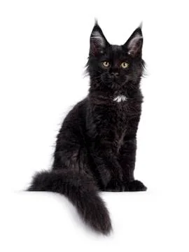 Solid black Maine Coon cat on white Stock Photos