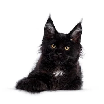 Solid black Maine Coon cat on white Stock Photos