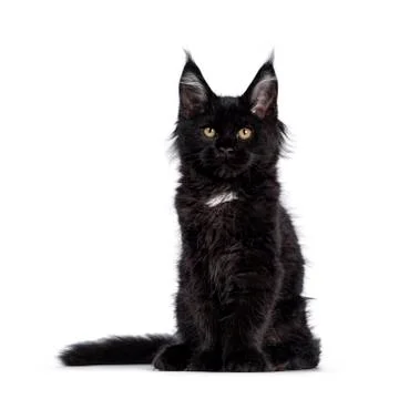 Solid black Maine Coon cat on white Stock Photos