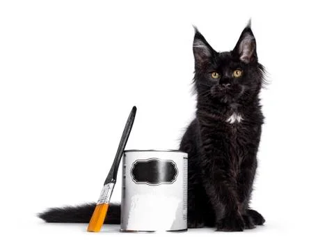 Solid black Maine Coon cat on white Stock Photos
