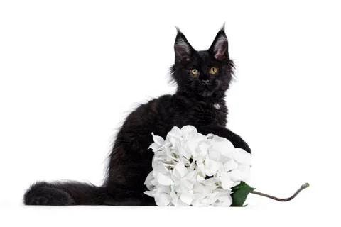 Solid black Maine Coon cat on white Stock Photos