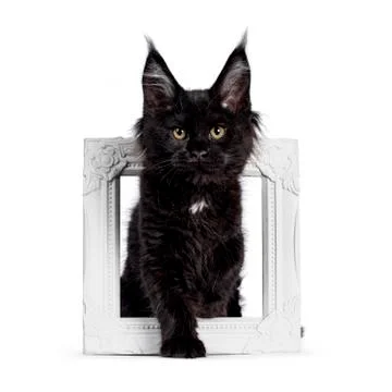 Solid black Maine Coon cat on white Stock Photos
