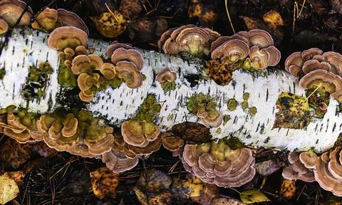 Solid brown tree fungus on the trunk of a fallen birch close-up in autumn. Stock Photos