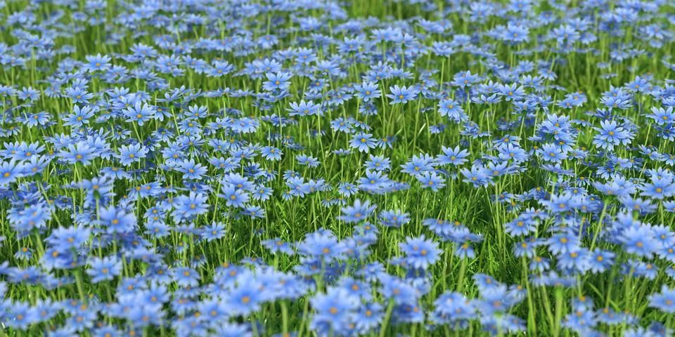 Solid carpet of blue flowers close-up Stockillustratie