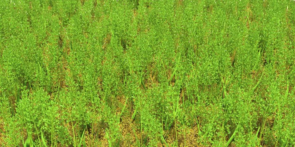 Solid carpet of green grass close-up 스톡 일러스트