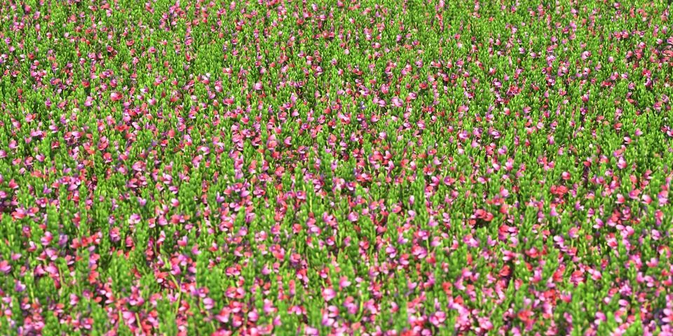 Solid carpet of green grass close-up Stock Illustration