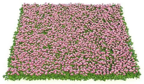 Solid carpet of pink flowers close-up Stockillustratie