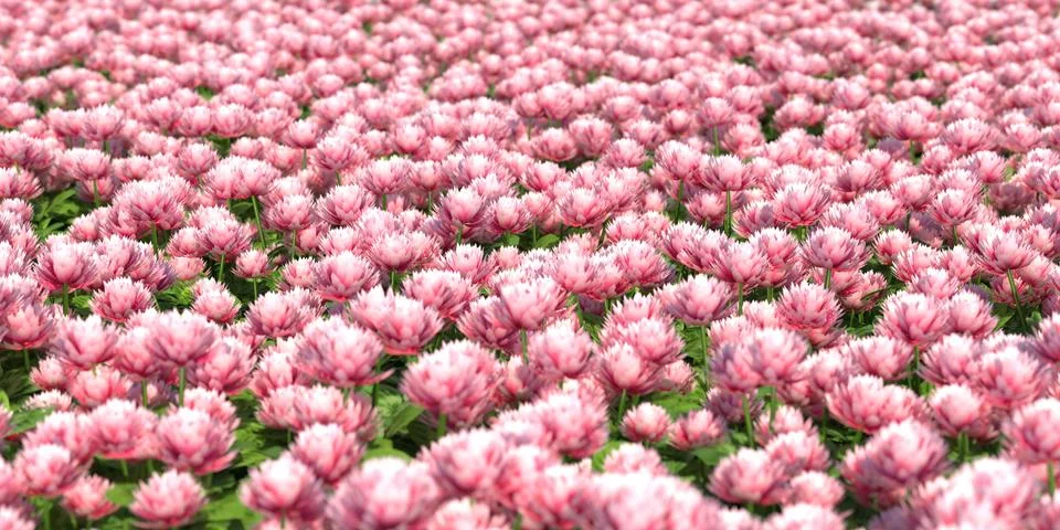 Solid carpet of pink flowers close-up Stockillustratie