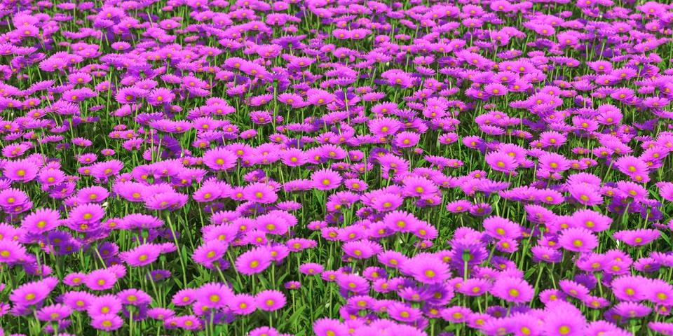 Solid carpet of purple flowers close-up Stock Illustration