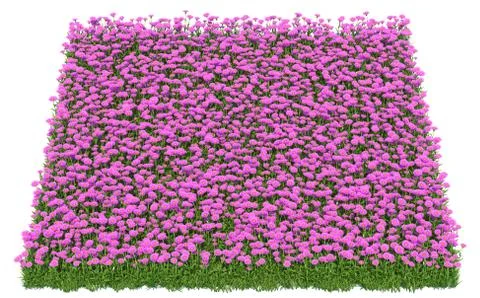 Solid carpet of purple flowers close-up Stockillustratie
