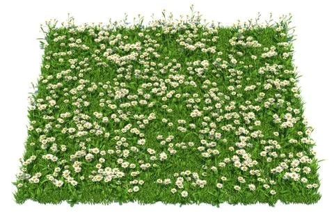 Solid carpet of white flowers close-up Stockillustratie