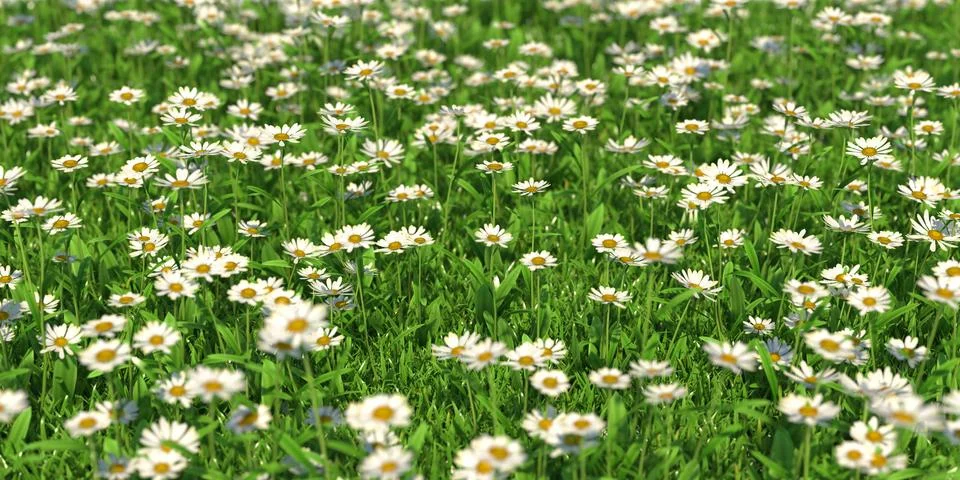 Solid carpet of white flowers close-up Stockillustratie