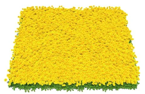 Solid carpet of yellow dandelions close-up Stock Illustration